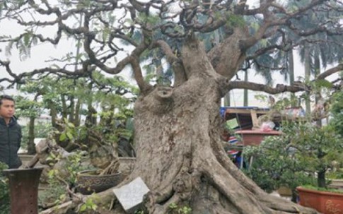 "Cụ" me bonsai trăm tuổi được rao bán gần 200 triệu ở Đồng Nai