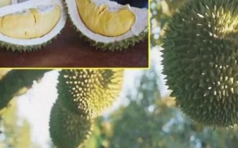 Phát sốt với sầu riêng không mùi "thối", giá chỉ 145.000đ/kg