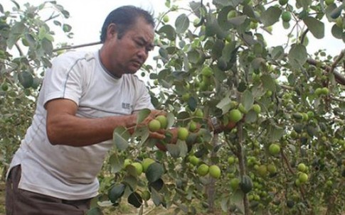 Lão nông lãi 400 triệu/năm nhờ trồng táo ngọt