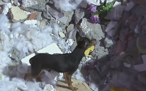 Chó không chịu rời nhà chủ sau tai nạn lở đất