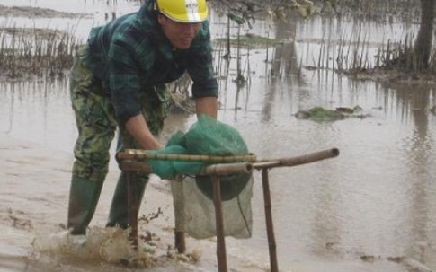 "Săn" cá còi, 5 tiếng bỏ túi nửa triệu đồng