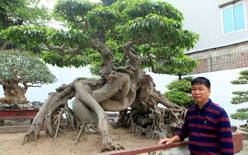 Vườn cảnh triệu đô của đại gia Phú Thọ