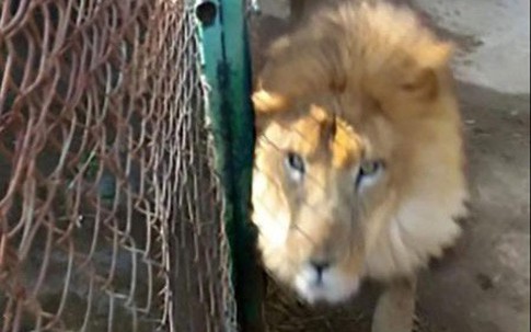 Quên khóa cửa chuồng khi dọn dẹp, nhân viên vườn thú bị sư tử giết chết