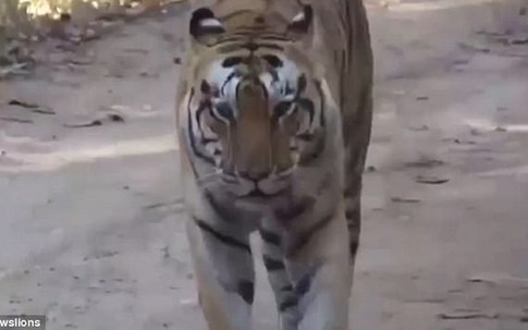 Hổ vào làng tấn công, hàng chục người đã chết và bị ăn thịt