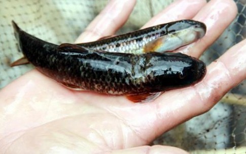 Loài cá đặc sản cực quý chỉ có trên dãy Hoàng Liên Sơn