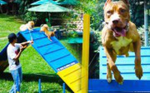 Sài thành "chơi trội": Thuê sân bãi làm sân chơi cho chó cưng