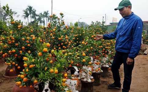 Đào, quất Tết sẽ “đứng giá”