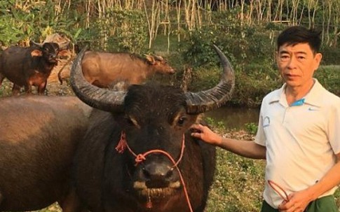 Thu nhập hàng trăm triệu đồng mỗi năm nhờ nuôi trâu