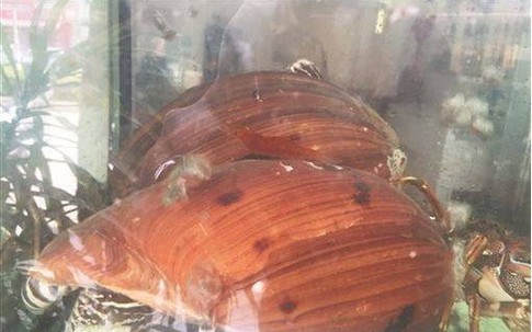 Bỏ 700 ngàn mua ốc nấu ăn, vớ được ngọc quý cả triệu USD