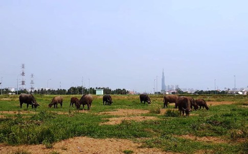 Người đàn ông "sống khỏe" nhờ nghề... chăn trâu giữa trung tâm Sài Gòn