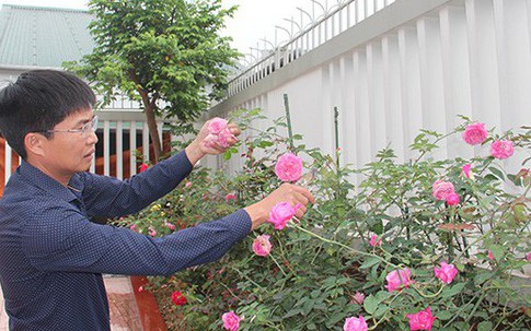 Vườn hồng hàng trăm gốc đẹp như mơ giữa phố của anh giám đốc trẻ