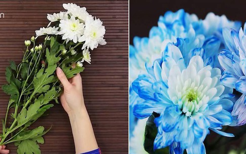 Khỏi cần mua hoa đắt tiền, có ngay bình hoa màu độc lạ bằng cách nhuộm quá đơn giản