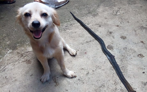 Cô chó dũng cảm cắn chết rắn hổ mang để cứu chủ, nở nụ cười trước khi hi sinh khiến ai cũng phải xúc động