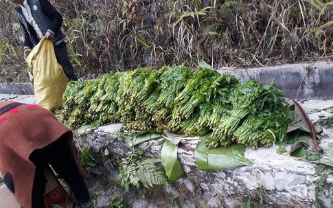 Rau trường sinh đang được thương lái Trung Quốc ồ ạt thu mua là loại rau gì?