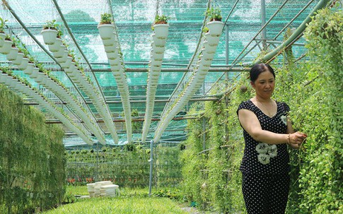 Chị nông dân đa tài thu hàng tỉ đồng mỗi năm từ trồng kiểng treo