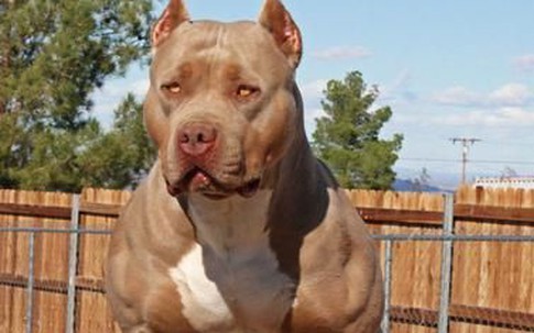 Định hãm hiếp trẻ em, bất ngờ bị pit bull cắn mất "của quý"