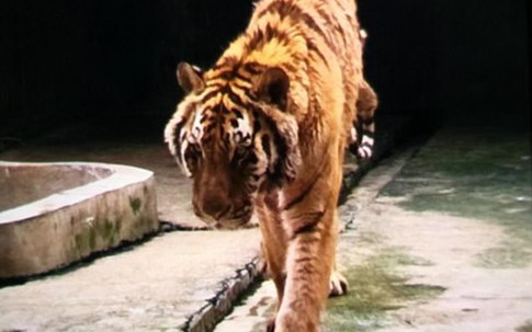 Thêm một nhân viên sở thú bị hổ vồ đến chết