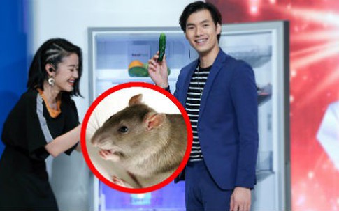 Tường Vi ám ảnh vì tủ lạnh của Nhan Phúc Vinh có chuột