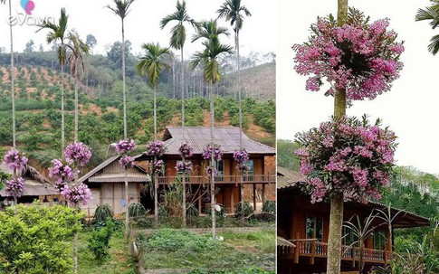 Ngôi nhà gây thương nhớ với hàng cau có những bụi lan nở tím lịm trên thân