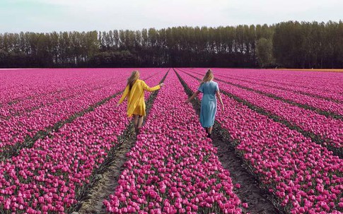 Sửng sốt trước vẻ đẹp choáng ngợp của cánh đồng 7 triệu bông tulip cùng nở rộ ở Hà Lan