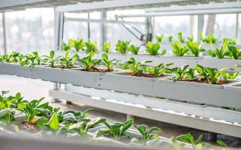 Độc đáo mô hình du lịch - nông nghiệp 5 sao đầu tiên của Việt Nam