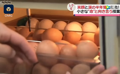 Lớp dạy nuôi gà trước khi giết thịt gây tranh cãi ở Nhật Bản
