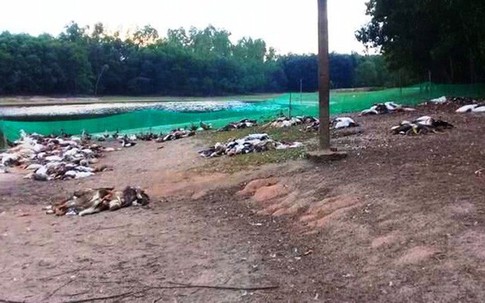 Kinh hãi phát hiện hơn 1.200 con vịt chết như ngả rạ