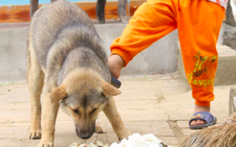 Hà Nội: Bé trai gần 2 tuổi bị chó nhà nuôi cắn nát mặt