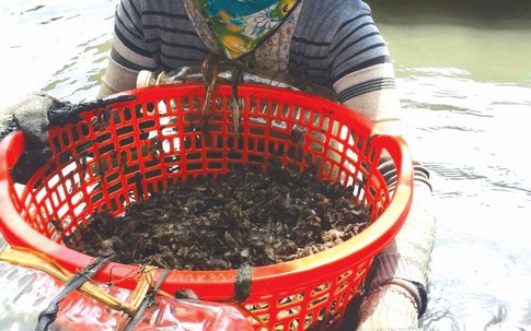 Ra sông cào hến trâu, kiếm 500 ngàn/ngày