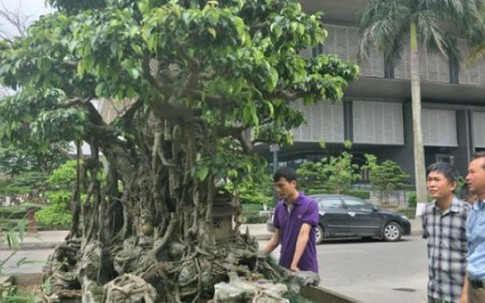 Sanh kiểng "phúc lộc thọ trường" giá chục tỷ chủ mới cho xuất vườn