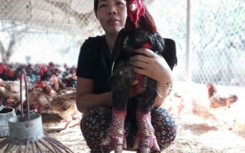 Chị nông dân xây nhà to, cho 2 con du học nhờ nuôi gà