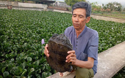 Cụ ông đếm tiền tỷ mỗi năm nhờ nuôi ba ba