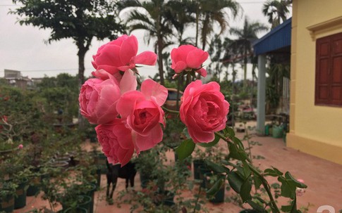 Ngôi nhà yên bình bên vườn hoa hồng với 3000 gốc hoa hồng ngoại của cô giáo ở Nam Định