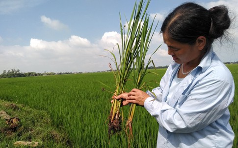 Huyện Quảng Xương (Thanh Hoá): Nông dân có nguy cơ đói vì lúa “lạ”