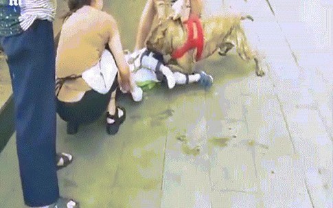 Bé 8 tháng tuổi bất ngờ bị chó nhà nuôi cắn tới chết