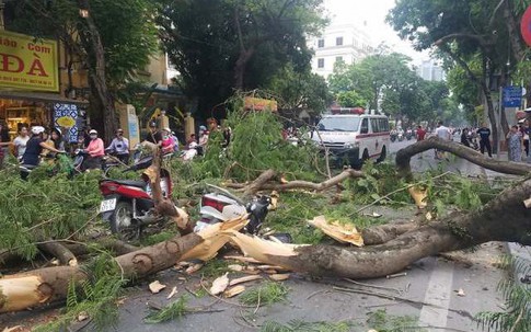 Hà Nội: Cây cổ thụ bất ngờ đổ sập khiến 3 người lớn và 2 trẻ em nhập viện cấp cứu