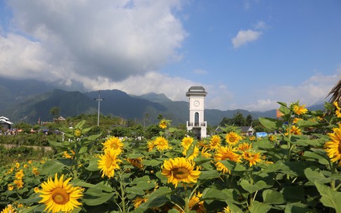 Về Fansipan ngắm “cánh đồng hoa mặt trời” đẹp hơn trong phim