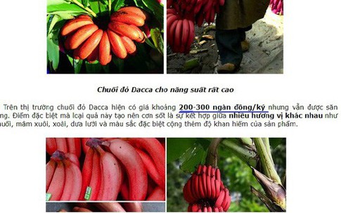 Thực hư về loại chuối đỏ 300.000 đồng/kg