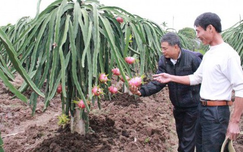 Anh nông dân bỏ 32 chỉ vàng thuê đất bạc màu trồng thanh long, lãi vài trăm triệu/năm