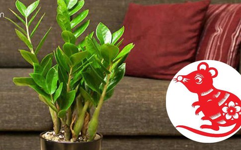 12 con giáp nên chọn loại cây để bàn làm việc nào để tài lộc ầm ầm kéo đến?