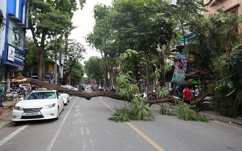 Cây phượng đổ đè trúng ôtô đỗ trên phố cổ Hà Nội