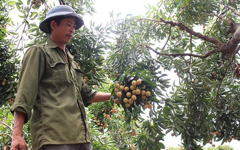 Cây vải tổ 39 năm cho doanh thu khủng ở Bắc Giang