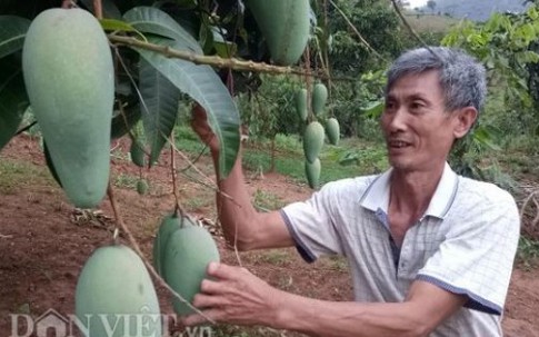 Cụ ông kiếm hàng trăm triệu mỗi năm từ trồng xoài "khổng lồ"