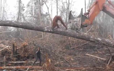 Xót xa cảnh đười ươi dùng thân mình bảo vệ rừng bị con người đốn hạ