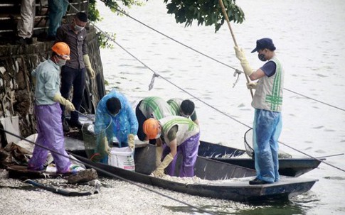 Hà Nội: Đã vớt xong hơn 20 tấn cá chết ở hồ Tây