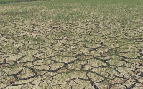 Thanh Hoá: Hàng trăm ha lúa sắp “chết cháy” vì hạn hán kéo dài