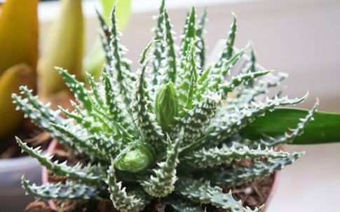 6 loại cây trồng trong nhà được ví như máy làm mát không khí