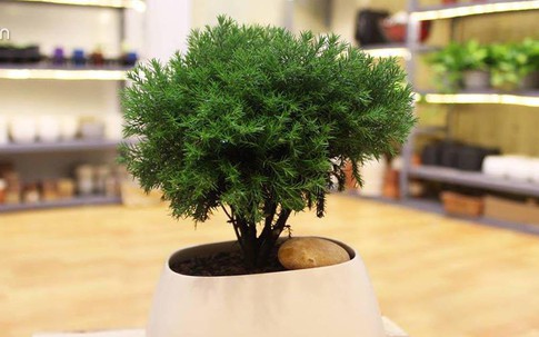 Trồng cây tùng bồng lai vừa sang nhà lại mang đến may mắn, thịnh vượng