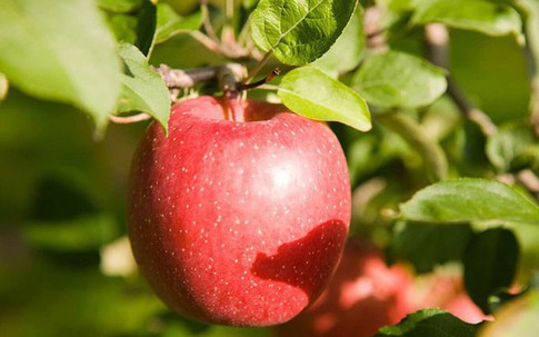 Sốc với giá của loại táo to như bưởi được trồng, chăm sóc, thu hoạch hoàn toàn thủ công