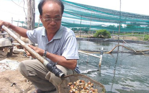 Lão nông vẫn thu tiền tỷ mỗi năm từ nuôi loài ốc ít ai dám nuôi